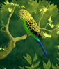 Parakeet painting