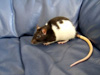 rat photo before